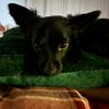 leothechiweenie