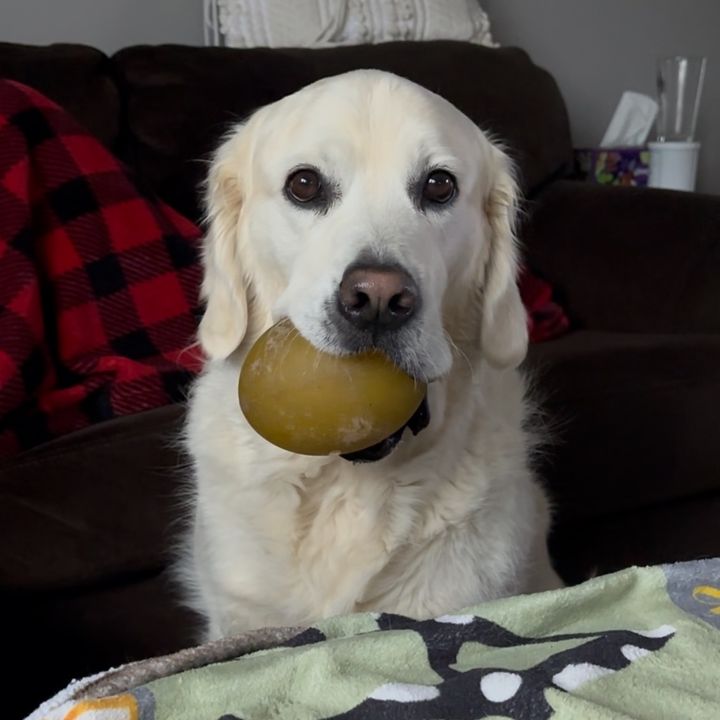 archie.and.the.egg