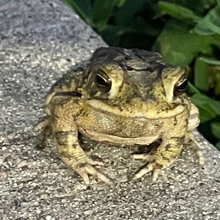 funnieboi2
