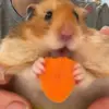 Fluffy the hamster/hammyter - @alexbarakat30 - TikTok
