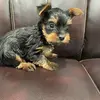 Yorkies Penelope and Mason - @penelope_mason - TikTok