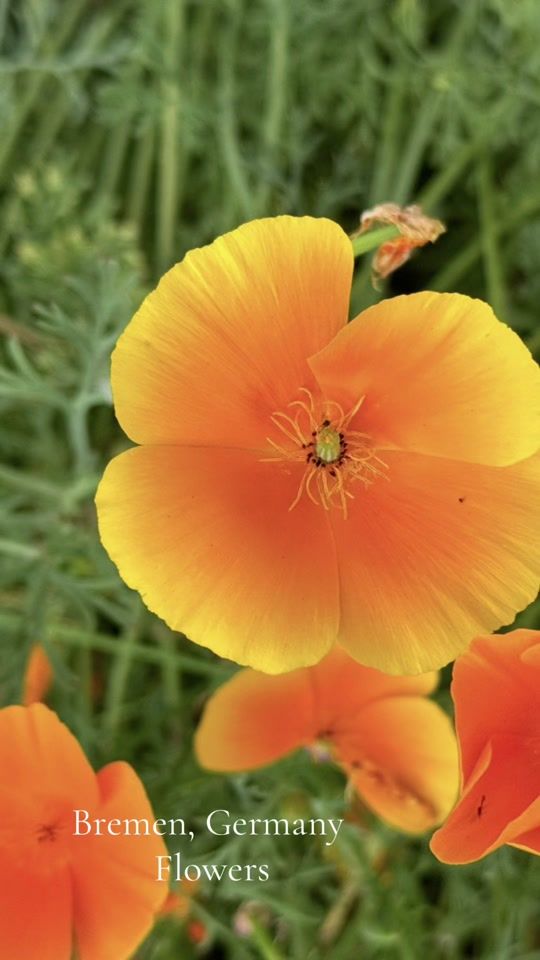 TikTok video thumbnail by kealafly