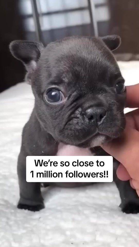 TikTok video thumbnail by officialpupcup