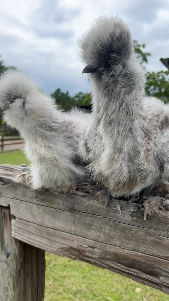 TikTok video thumbnail by sweetsouthernsilkies