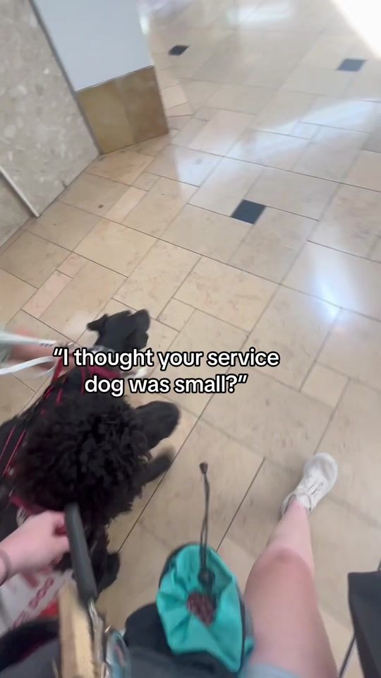 TikTok video thumbnail by tales.of.bear