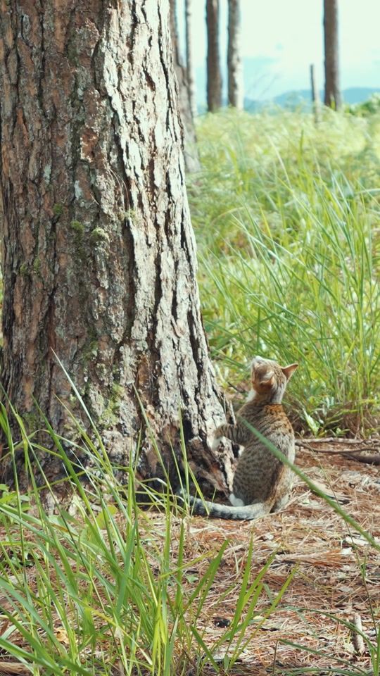 TikTok video thumbnail by meothatnhi