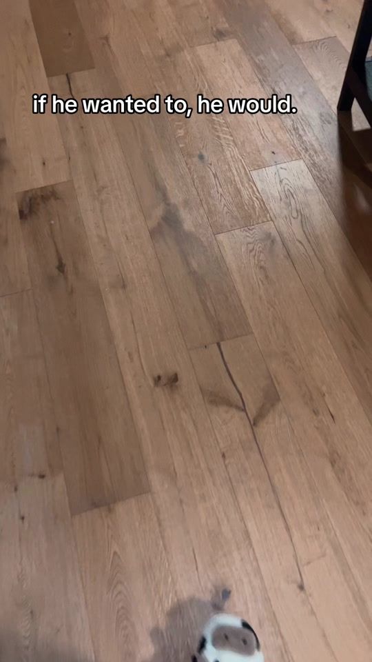 TikTok video thumbnail by whitneywren1