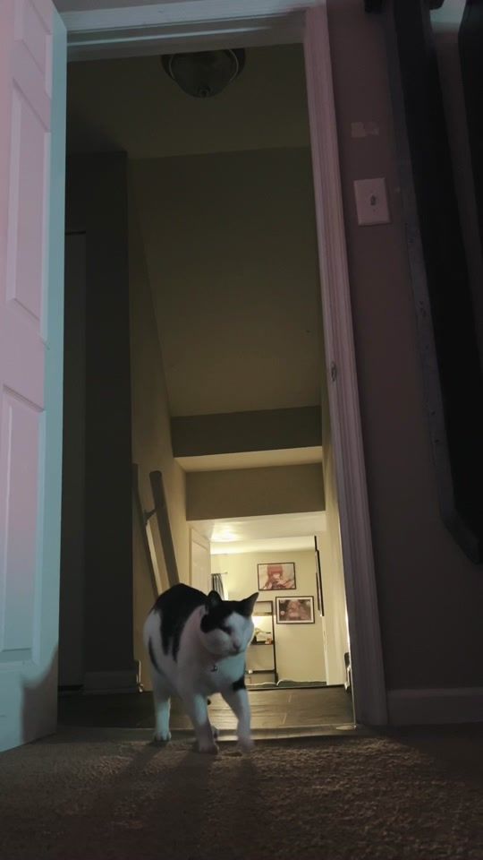 TikTok video thumbnail by ambigbrandish