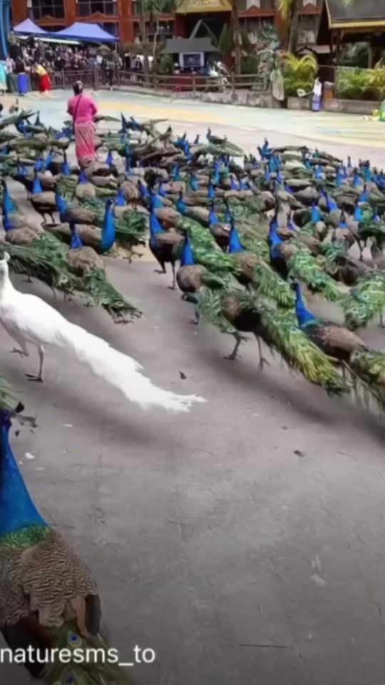 TikTok video thumbnail by lagos5880