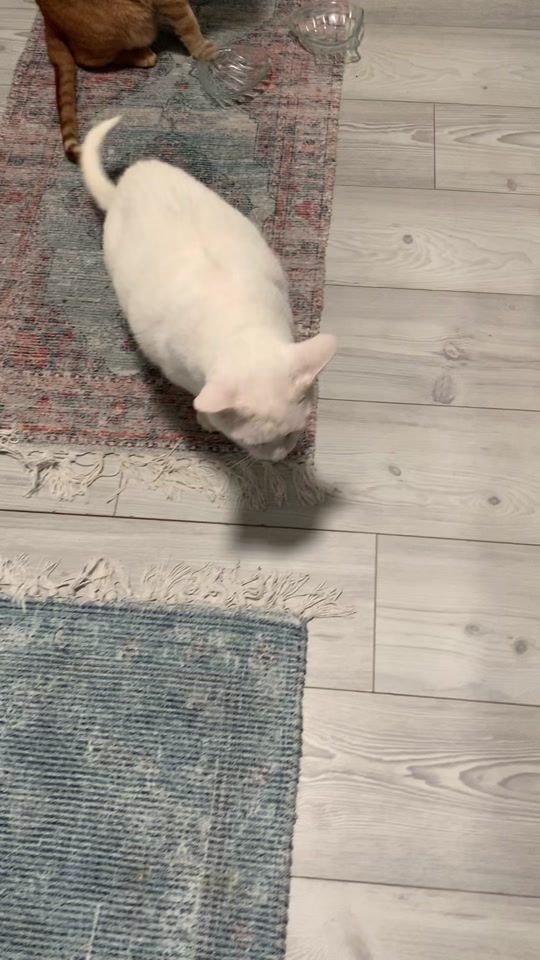 TikTok video thumbnail by casper_clyde