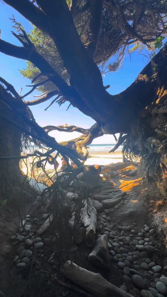 TikTok video thumbnail by newtopnw