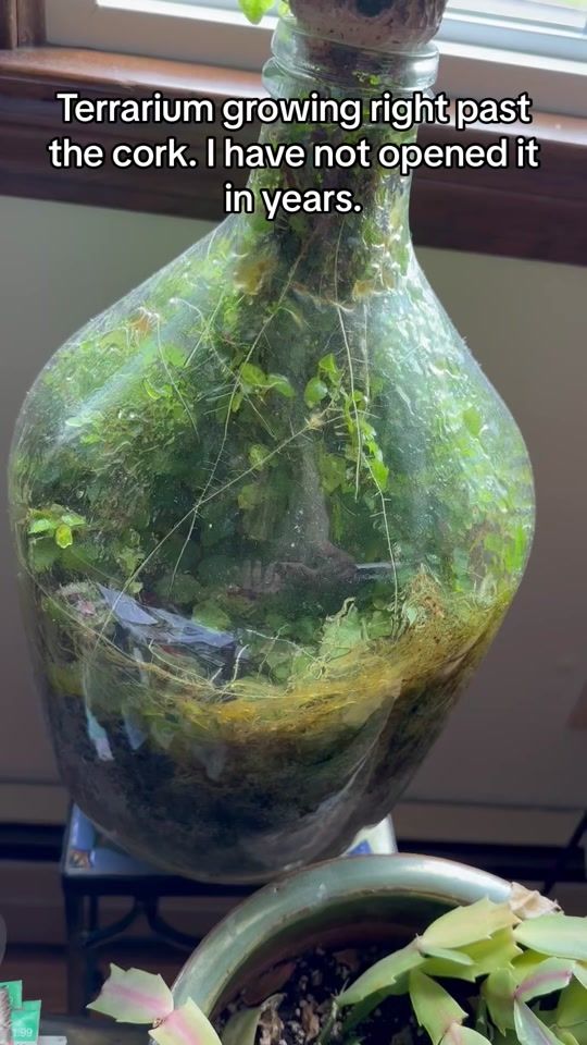 TikTok video thumbnail by davidsdioramas