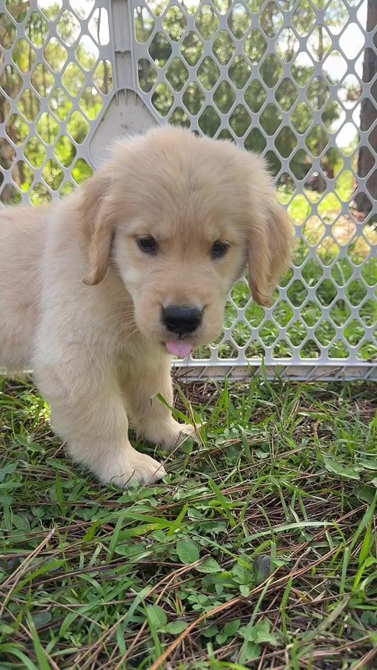 TikTok video thumbnail by saltygoldens