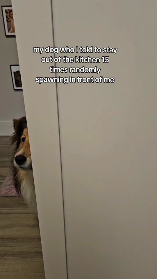 TikTok video thumbnail by sheltie_chloe