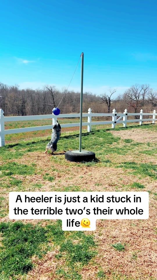 TikTok video thumbnail by fo.farms