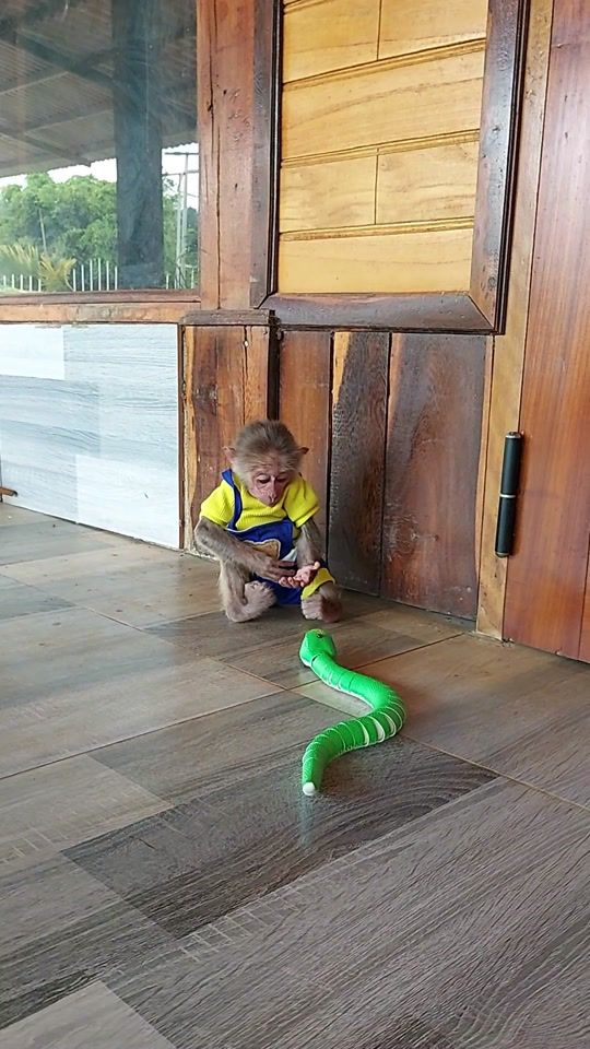 TikTok video thumbnail by babymooonmonkey