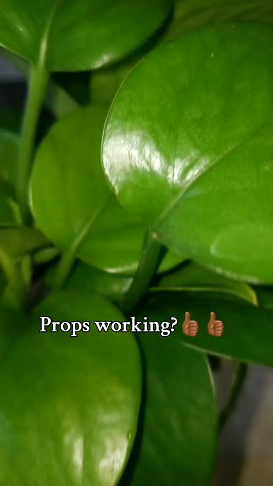 TikTok video thumbnail by preciouspots