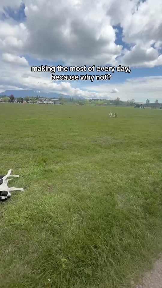 TikTok video thumbnail by pet_honesty