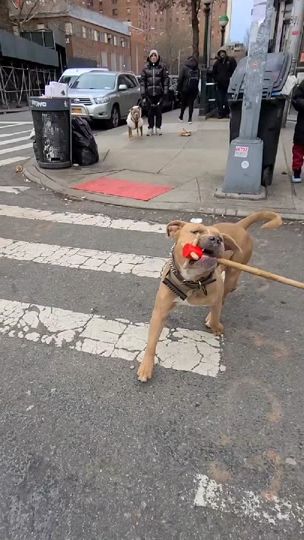 TikTok video thumbnail by walker_of_dogs