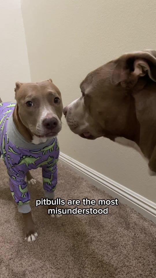 TikTok video thumbnail by knight_thepit