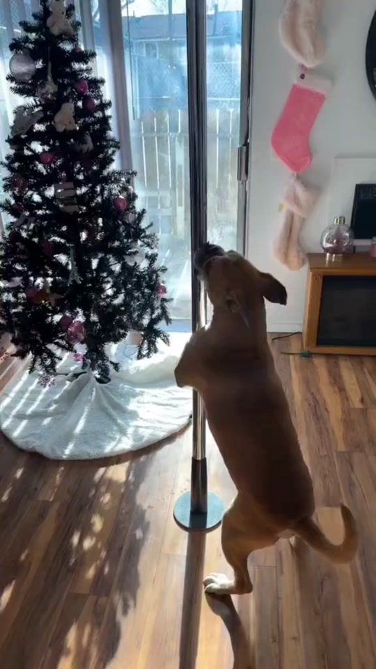 TikTok video thumbnail by danteneal1