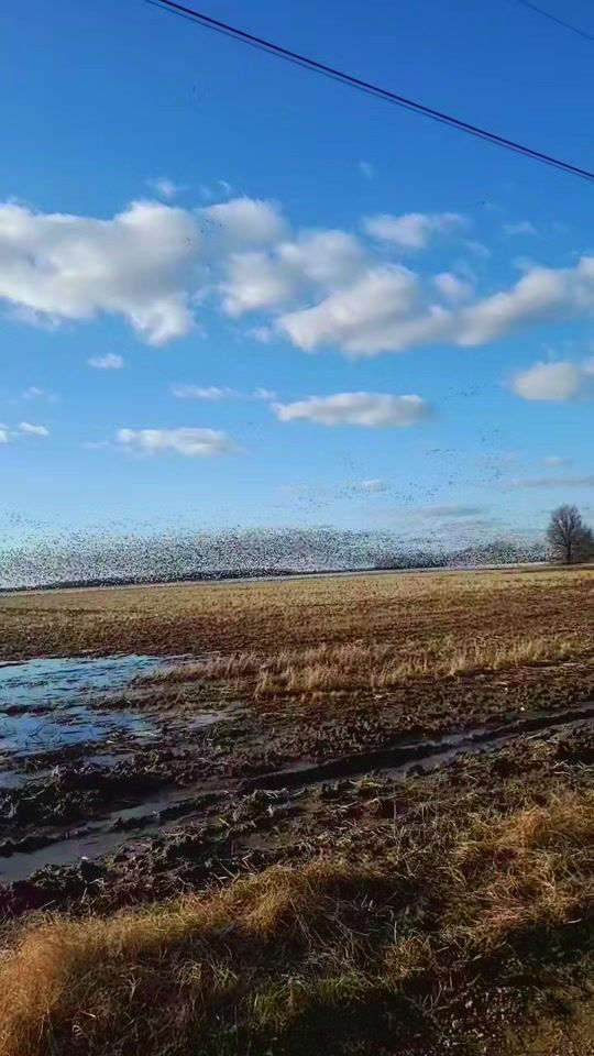 TikTok video thumbnail by barz_outfitters