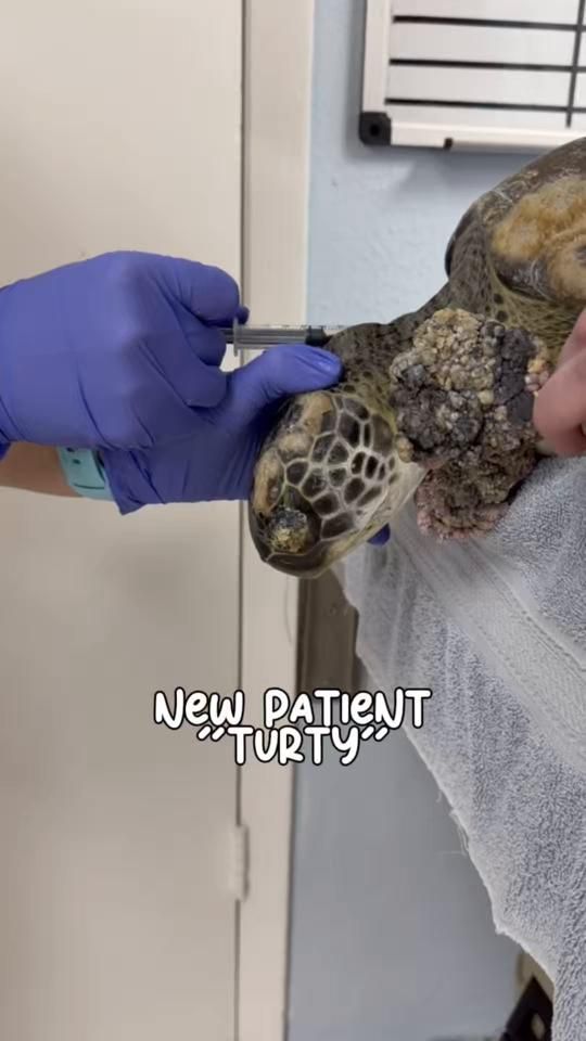 TikTok video thumbnail by turtlehospital