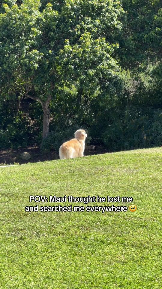 TikTok video thumbnail by maui.thegoldenpup