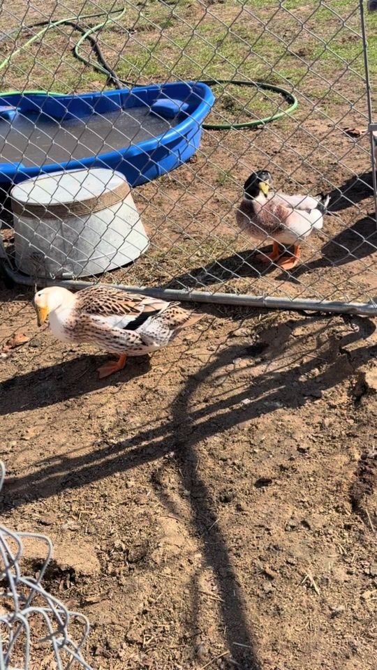 TikTok video thumbnail by burnsgrl94