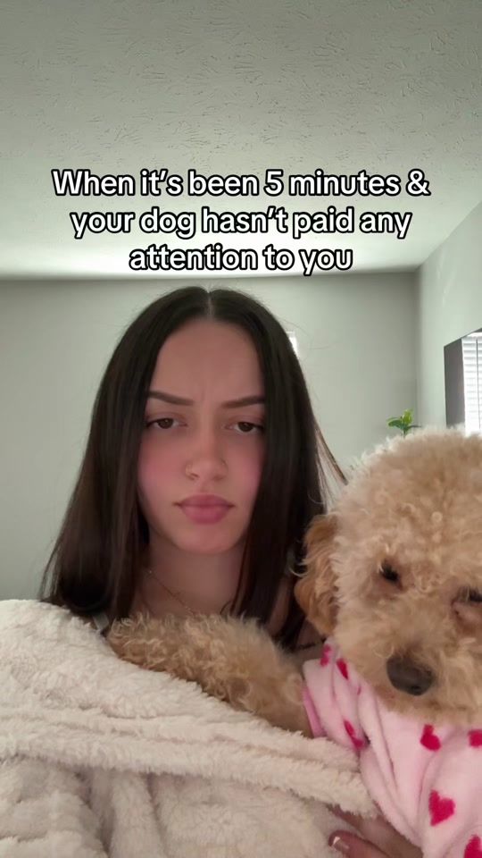 TikTok video thumbnail by nala.theecockapoo