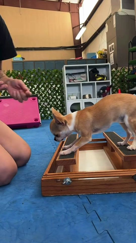 TikTok video thumbnail by canineantics