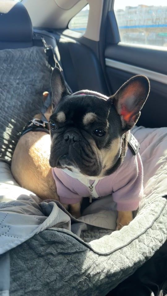 TikTok video thumbnail by peenpeanut