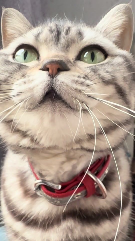 TikTok video thumbnail by catmi7